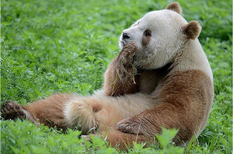 Researchers find gene mutation responsible for brown giant pandas