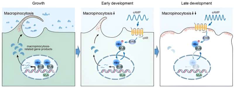Researchers find how cells modulate macropinocytic activity