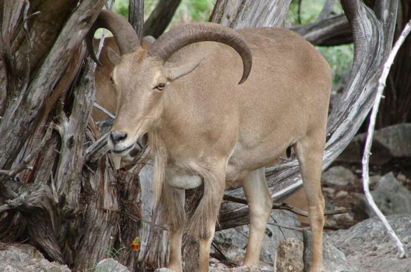 Researchers find that aoudad, bighorn sheep share respiratory pathogens