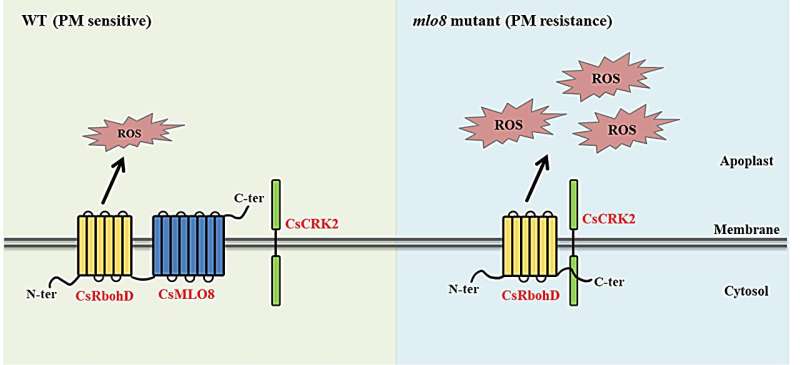 Researchers from IVF-CAAS revealed the molecular mechanism of CsMLO8/11 in regulating cucumber powdery mildew resistance