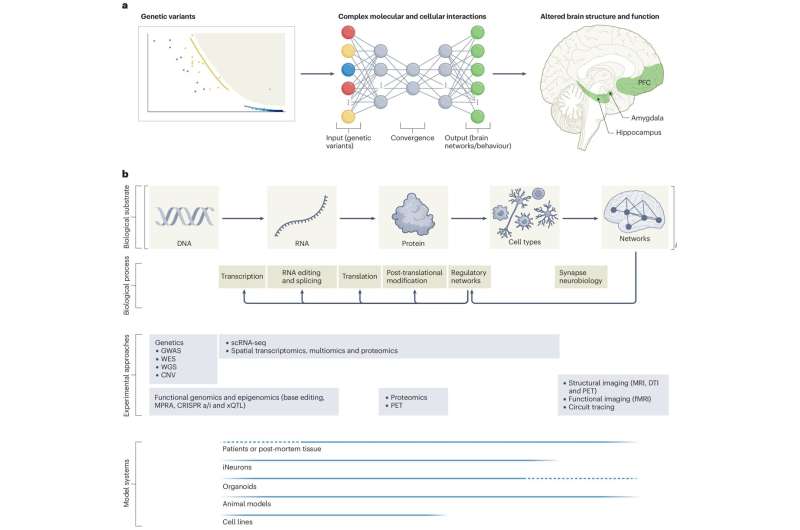 Researchers highlight the genetic complexity of schizophrenia