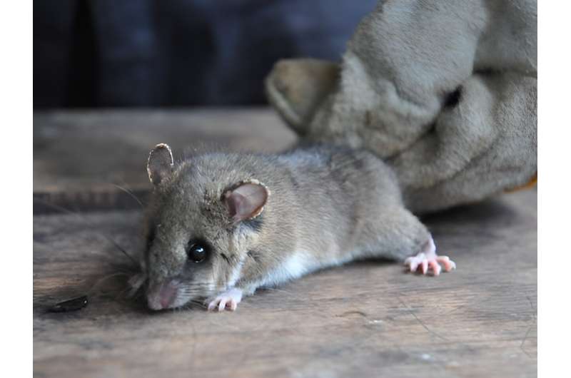 Researchers identify a new species of tuft-tailed rat in the Malagasy hat.
