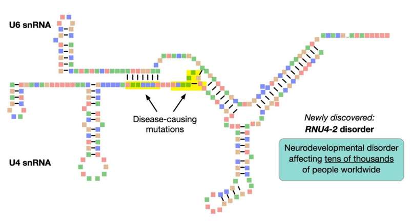 Researchers identify a genetic cause of intellectual disability affecting tens of thousands
