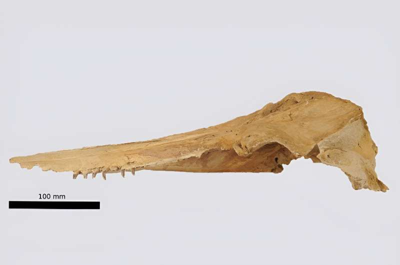 Researchers identify fossil dolphin