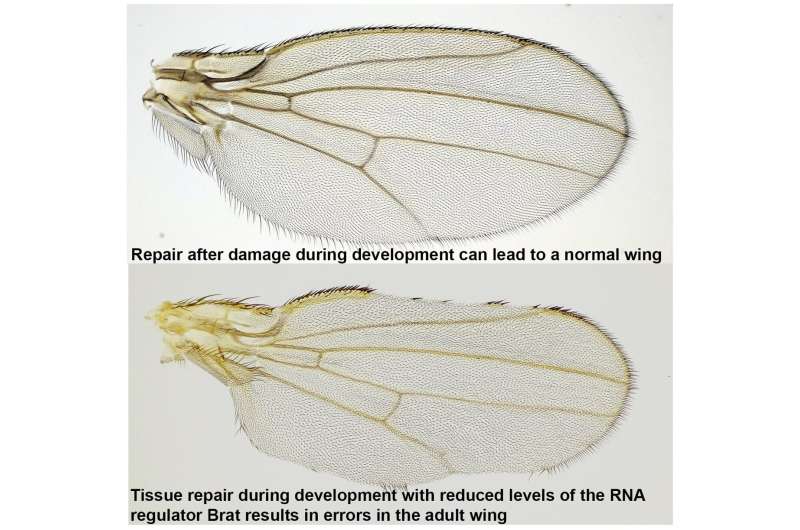 Researchers identify key regulators underlying regeneration in Drosophila