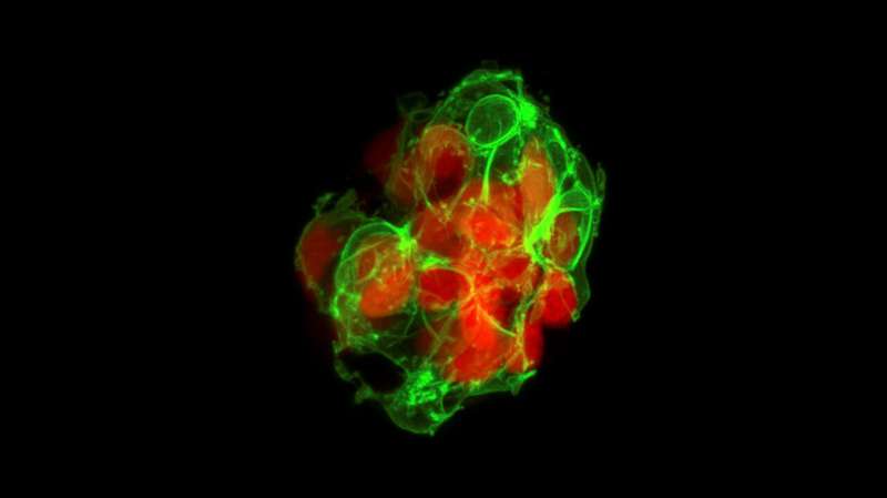 Researchers Identify Key Cells for Blood Sugar Control Using Optogenetics