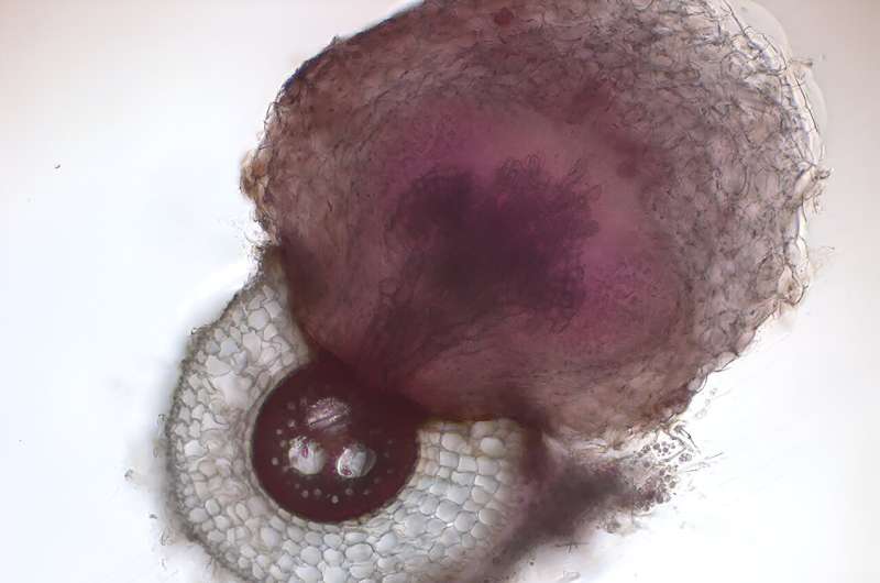 Researchers identify microbes that help plants thwart parasite