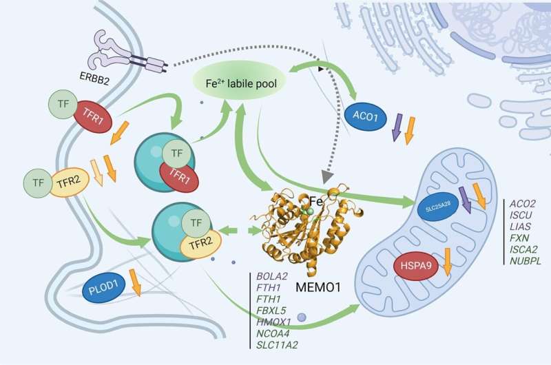 I ricercatori identificano un nuovo potenziale bersaglio per uccidere le cellule tumorali