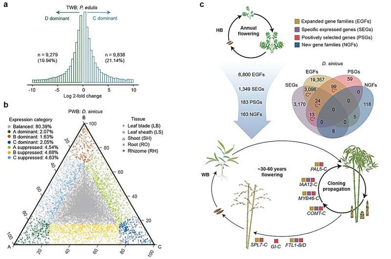 Researchers identify role of subgenomes in bamboo evolution