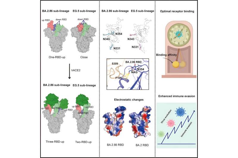 Researchers identify structural characteristics of newly emerged SARS-CoV-2 variants