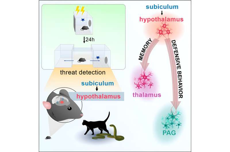 Researchers map brain circuits that signal imminent danger and create memories that help avoid threats