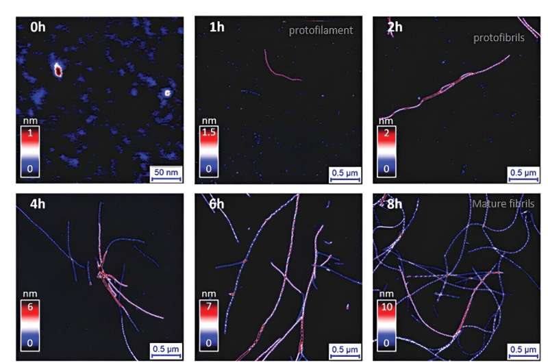 Researchers map fibrillization process to reveal mechanisms of amyloid polymorphism