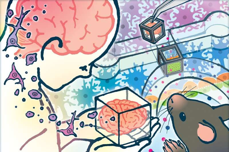 Researchers model blood-brain barrier using "Tissue-in-a-CUBE" system