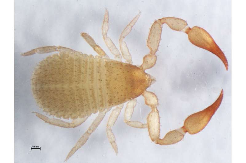 Researchers observe tiny pseudoscorpion riding on a scorpion