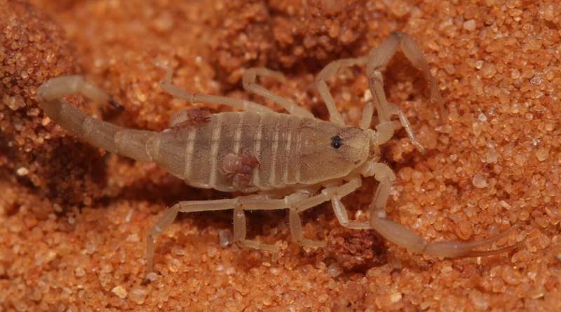 Researchers observe tiny pseudoscorpion riding on a scorpion