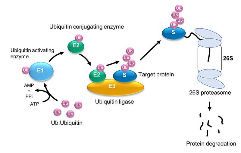 Researchers observe what ubiquitination hinges on