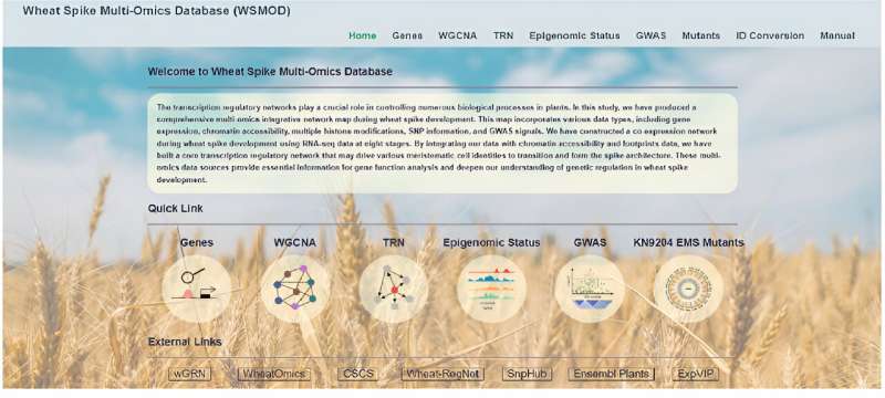 Researchers present new approach to identify key regulatory factors in wheat spike development