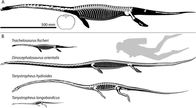 Researchers present the world's oldest long-necked marine reptile