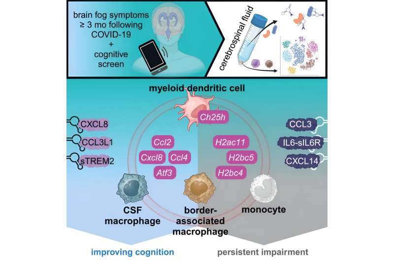 Researchers profile clinical, gene and protein changes in 'brain fog' from long COVID