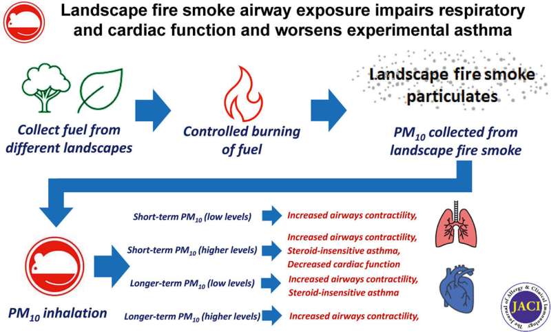 Researchers provide world-first platform to help understand how bushfire smoke harms the lungs and heart