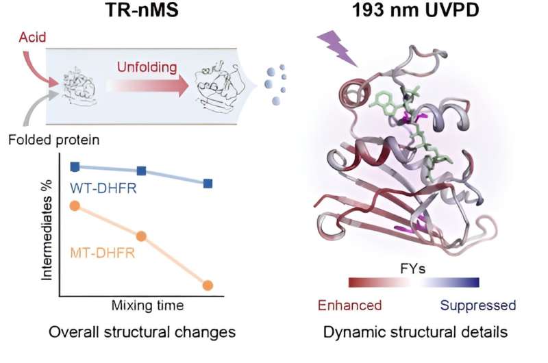 Researchers realize target protein stability analysis by time-resolved ultraviolet photodissociation mass spectrometry