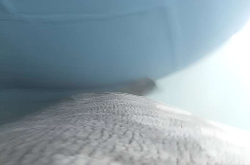 Researchers record first-ever images and data of a shark experiencing a boat strike
