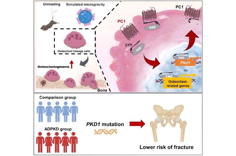 Researchers reveal a novel mechanism of mechanical regulation of bone homeostasis