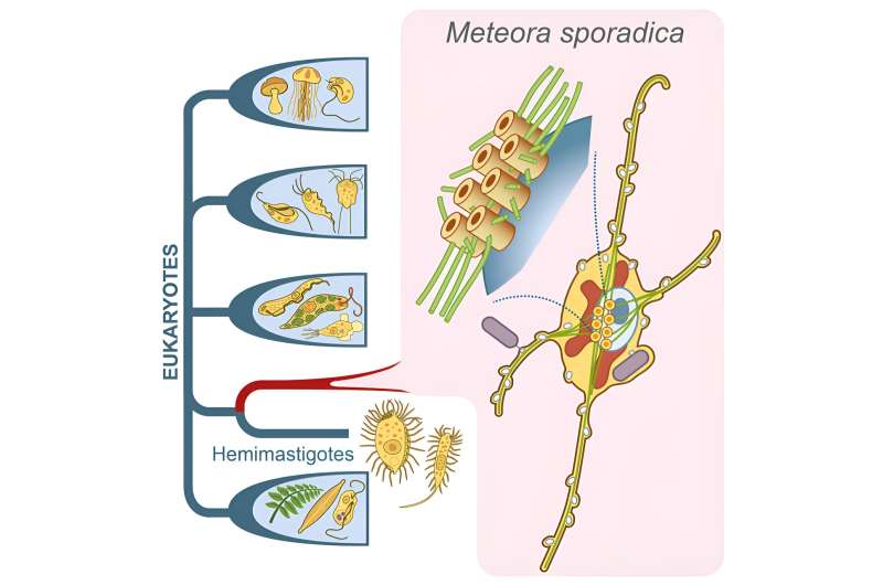 Researchers reveal cellular architecture, phylogenetic position of protist Meteora sporadica