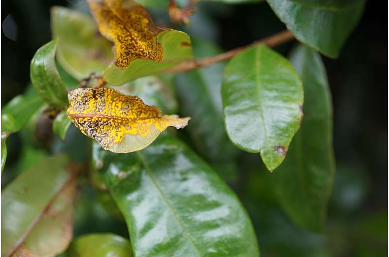 Researchers reveal how myrtle rust pathogen breaks into a host plant