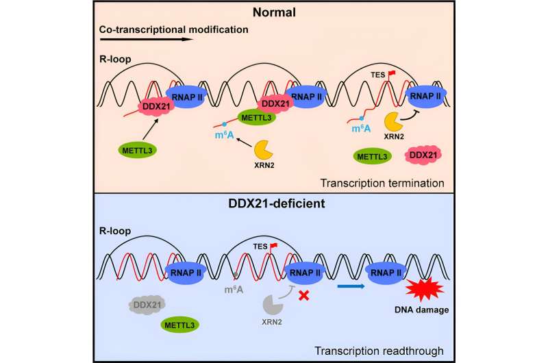Researchers reveal mechanism behind most common mammalian mRNA modification