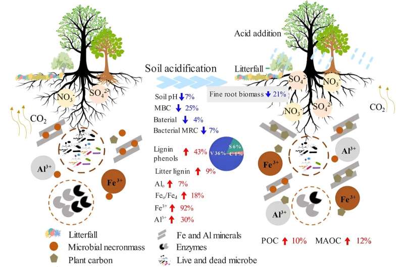 Researchers reveal mechanisms of soil organic carbon accumulation in acidified forest soils