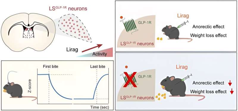 Researchers reveal new central action target of weight loss drug GLP-1R agonists in mice