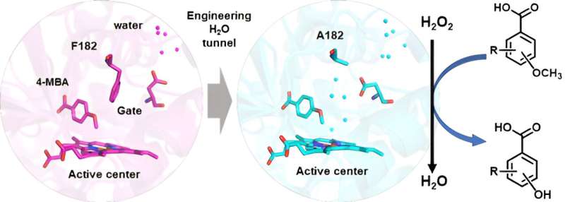 Researchers reveal novel mechanism of enhanced P450 demethylase activity through engineered key gating residues