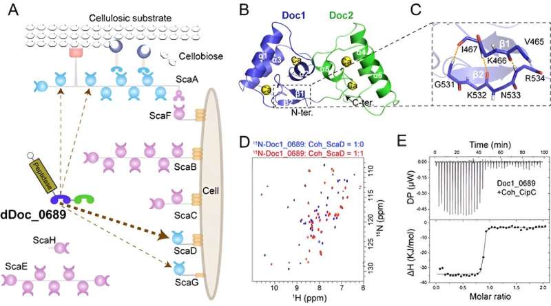 Researchers reveal structure and assembly mechanism of unique module in cellulosome