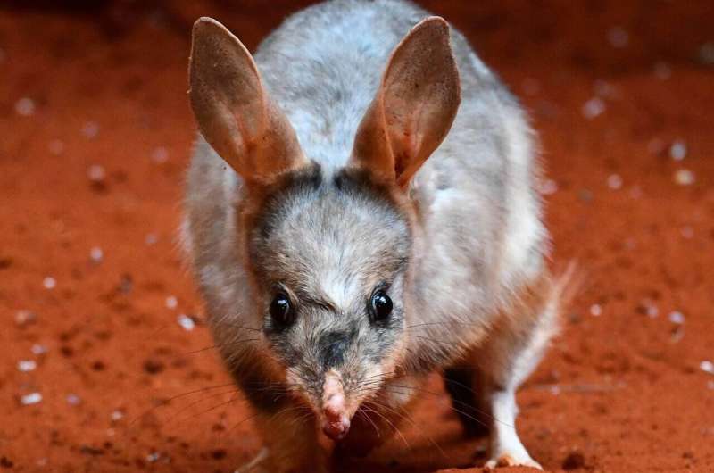 Researchers sequence entire genome of Australian bilby