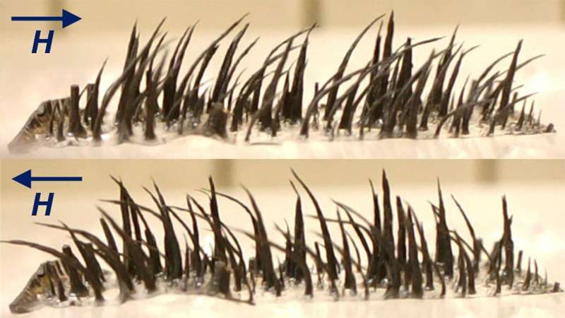 Researchers show it's possible to teach old magnetic cilia new tricks
