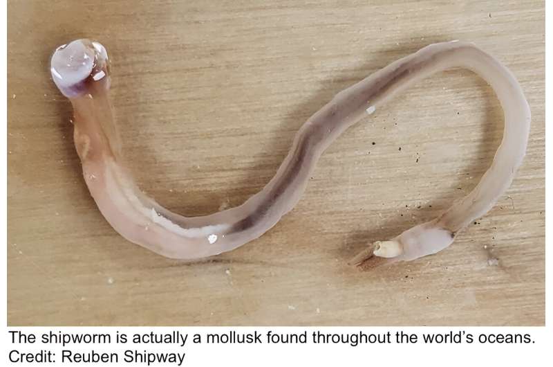 Researchers solve 2,000-year-old mystery of the destructive shipworm  