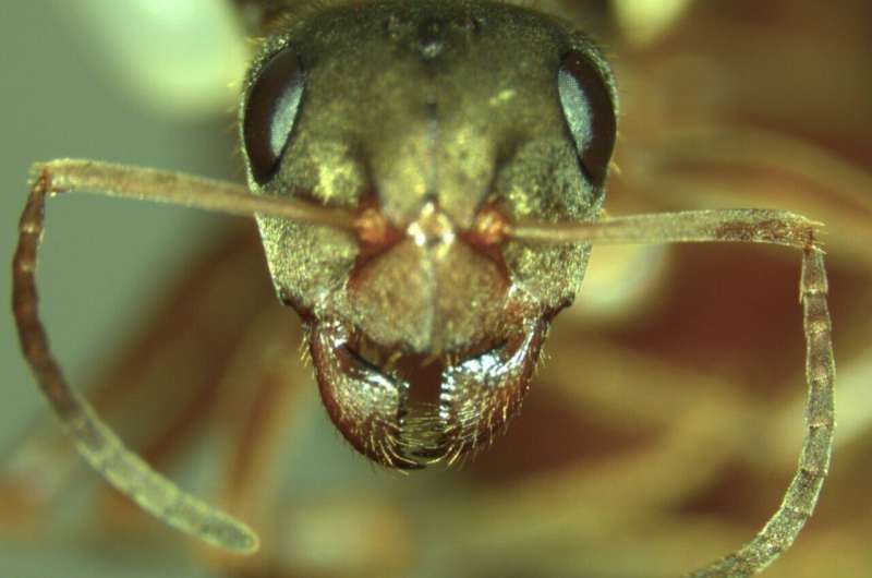 Researchers solve the mystery of tiny ant queens