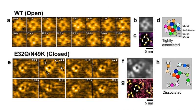 Researchers study the structural dynamics of sodium ion channels in cell membranes