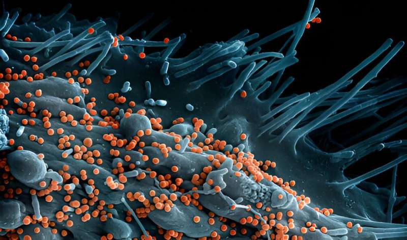 Researchers uncover genetic factors for severe Lassa fever