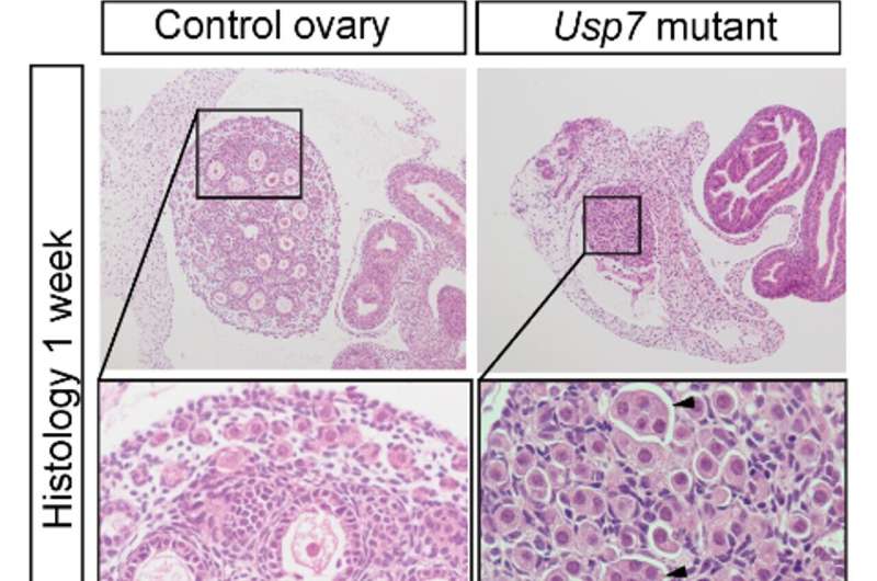 Researchers uncover protein interactions controlling fertility in female mice