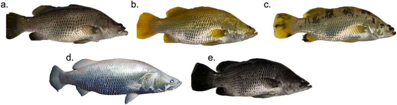 Researchers uncover secrets of the golden barra