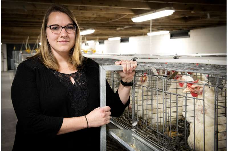 Researchers uncover what makes some chickens more water efficient than others