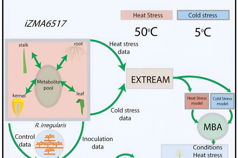 Researchers use metabolic model to study temperature stress on corn