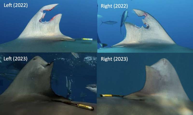 Resilience in the Depths: Silky Shark Regenerates Wounded Dorsal Fin