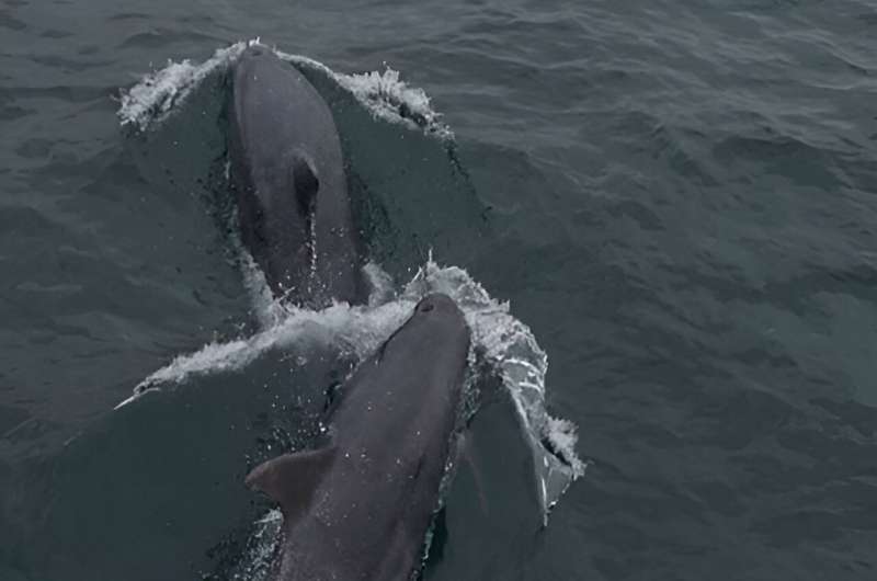 Respectful marine users are rewarded with magical dolphin encounters