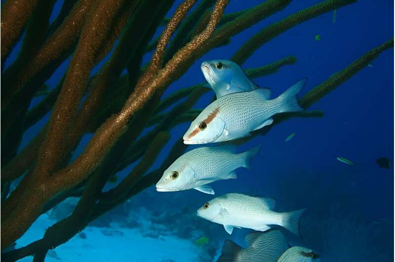 Respiratory stress response that stunts temperate fish also affects coral reef fish