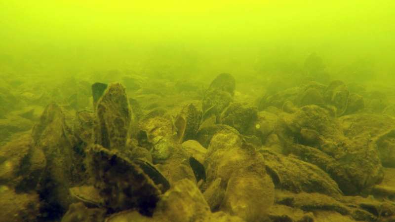 Restored oyster sanctuaries host more marine life