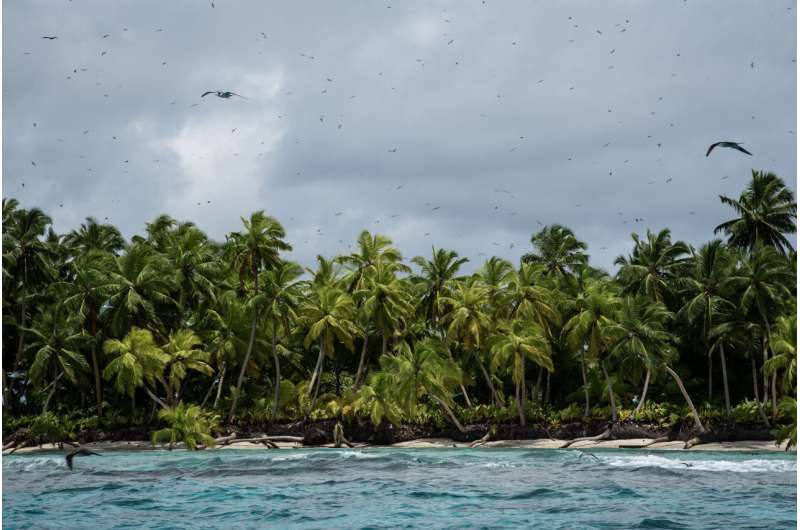 Restored rat-free islands could support hundreds of thousands more breeding seabirds