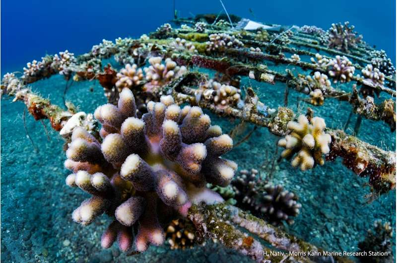 Restoring reefs killed by climate change may simply put corals 'back out to die' – here's how we can improve their chances